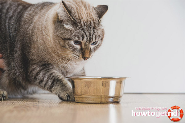 Feline diet after childbirth