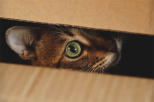 The cat is hiding in dark places