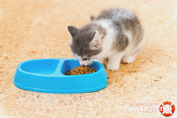 Le chaton ne mange pas de nourriture sèche