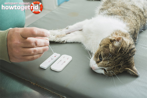 Hemobartonellosis treatment