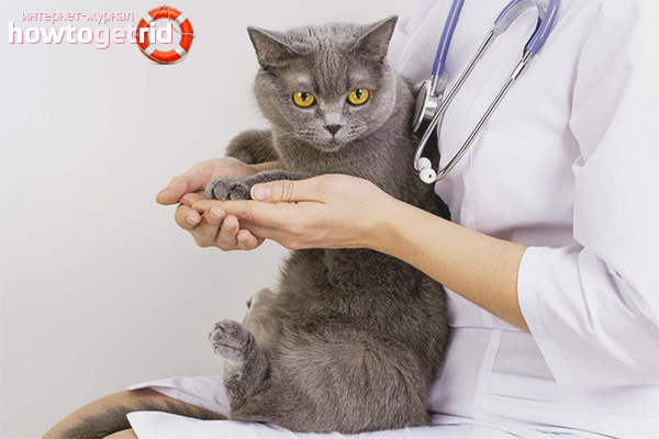 Treatment for cat cramps