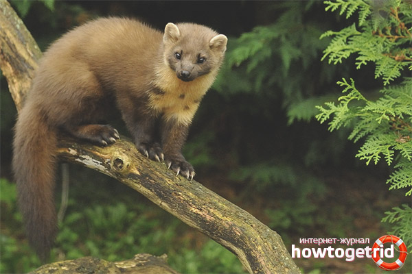 Pine marten
