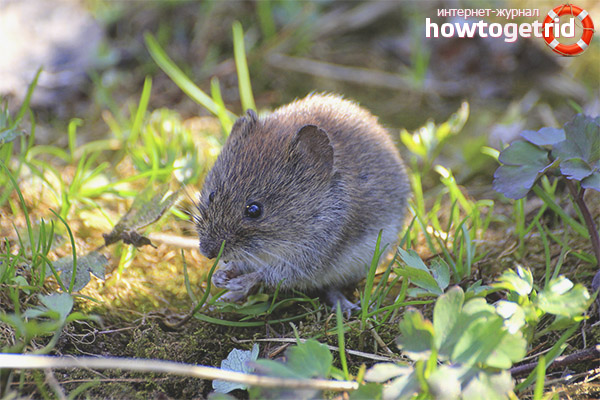 Forest vole