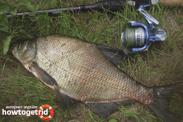 Attraper le charognard