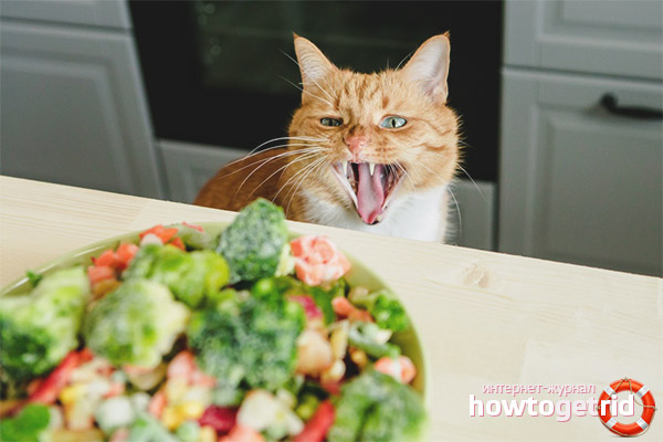 Vegetables menu for cats