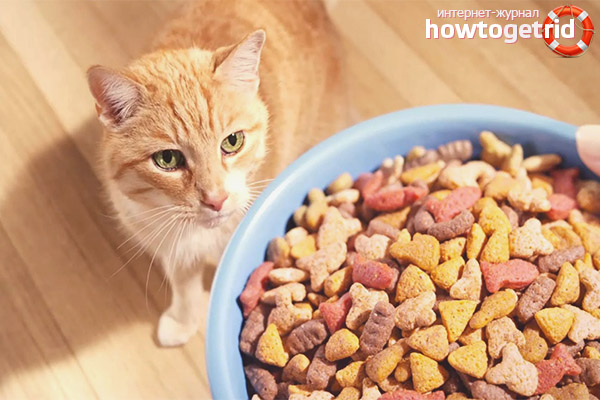 Is it possible to feed a cat only with dry food