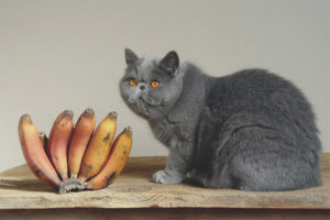 Is it possible to cats and cats bananas