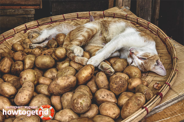 Can cats and cats be given potatoes?