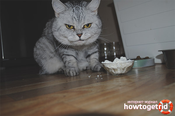 Is it possible for cats and cats to give cottage cheese