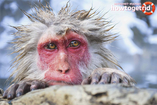 Japanese macaque habitat