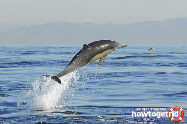 White-headed dolphins lifestyle