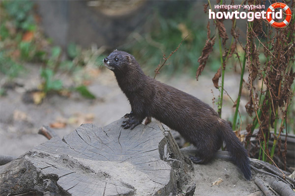 European mink lifestyle