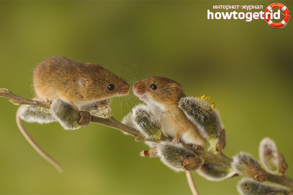 Lifestyle and procreation features of the mouse baby