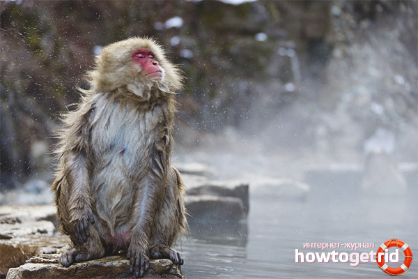 Japanese macaque lifestyle