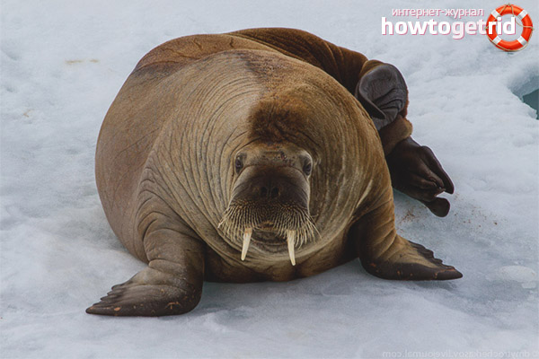 Walrus lifestyle