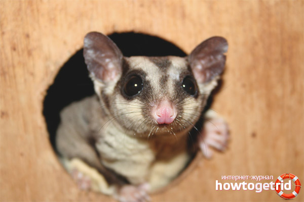 Marsupial flying squirrel lifestyle