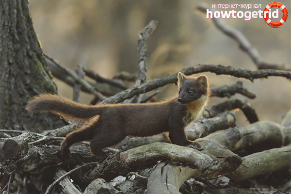 Character features of the pine marten