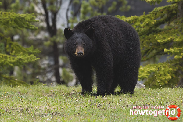 Features of the continuation of the genus baribala