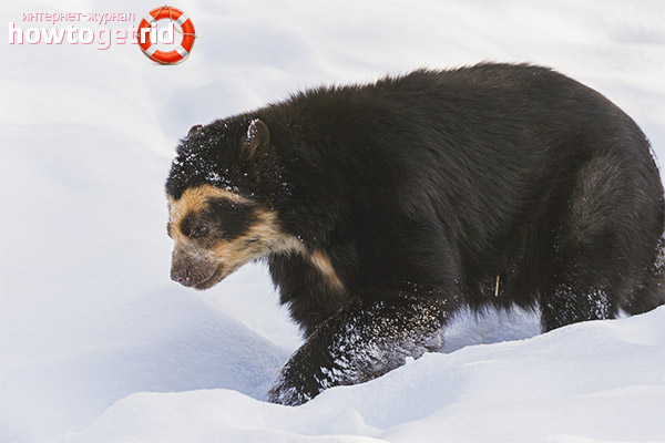 Features of breeding and lifespan of a spectacled bear