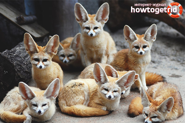 Features of breeding and life span fenka