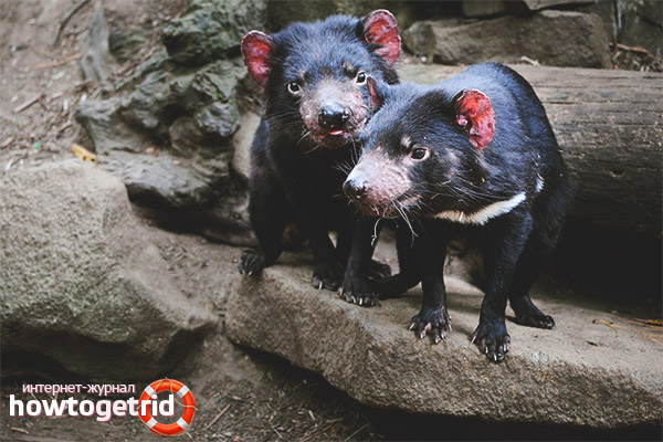 Features of the breeding of the Tasmanian devil