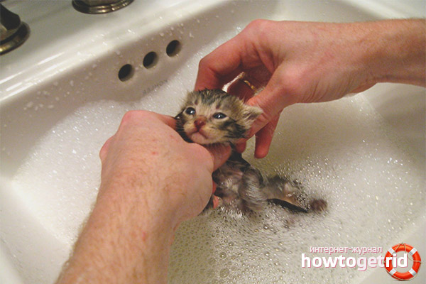 The first bath of kittens