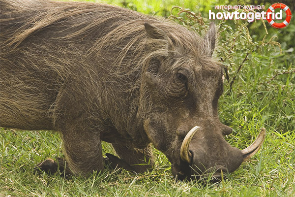 Phacochoerus africanus