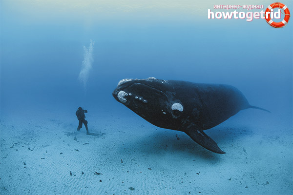 Greenland Whale Feeding