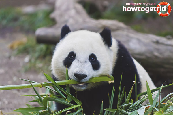Nutrition and lifestyle of a big panda