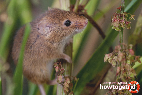 Baby Mouse Nutrition