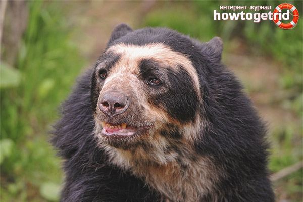 Eyeglass Bear Nutrition