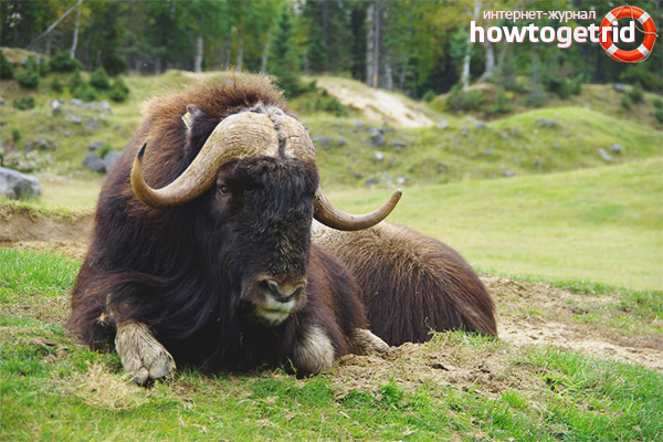 Nourriture pour bœuf musqué