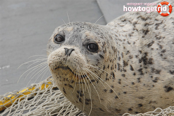 Seal feeding