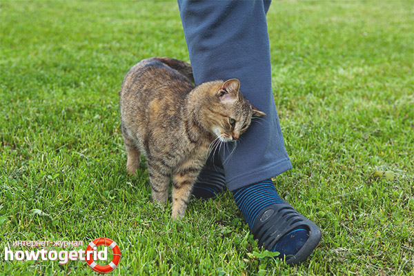 Why do cats rub on people's legs