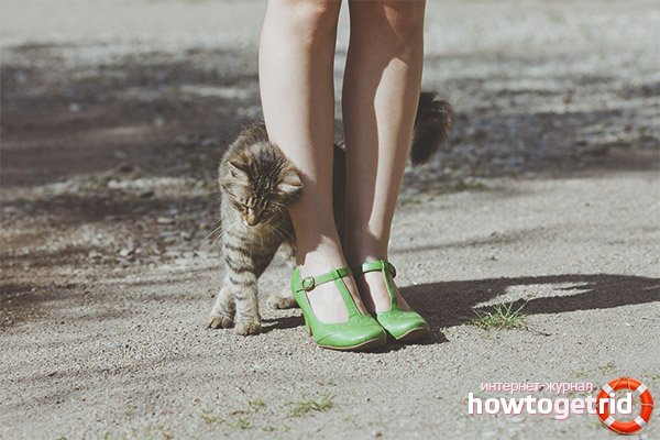 Why do cats rub on people's legs