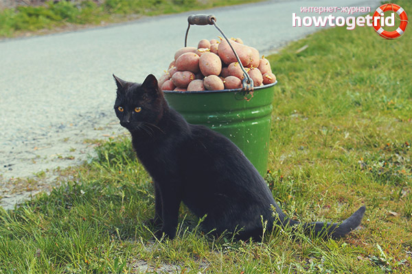 Why is the cat asking for potatoes