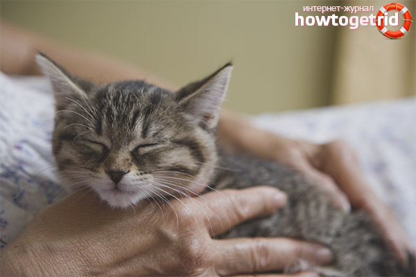 Why cats purr in a dream