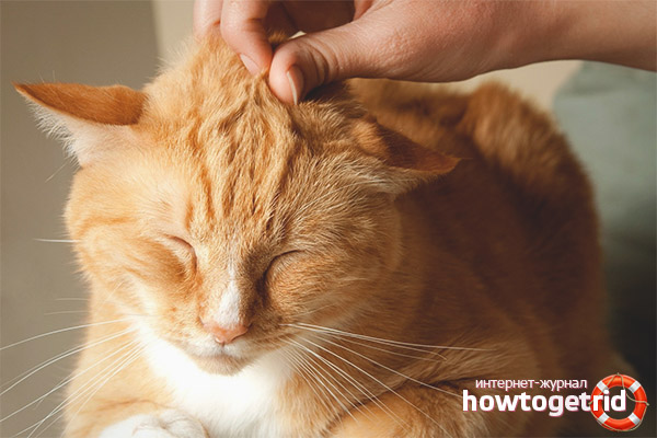 Why cats purr and what does it mean