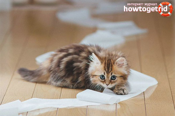 Help with constipation in a kitten