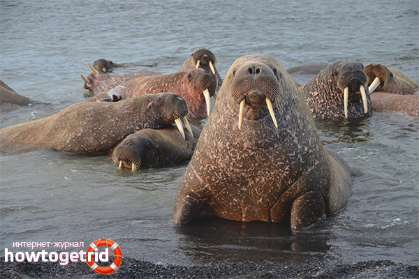 Walrus population