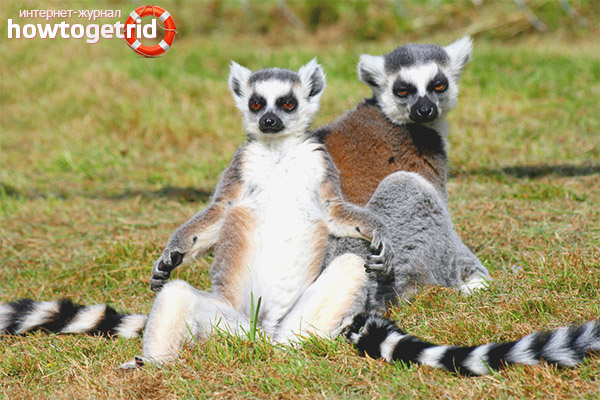 The behavior of cat lemurs