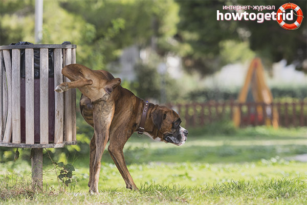 Causes of Frequent Urination in Dogs