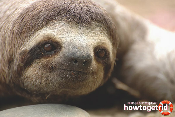 The continuation of the sloth