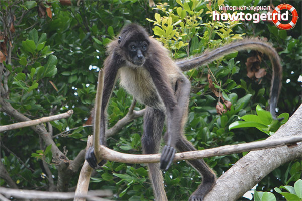Spider monkey life span