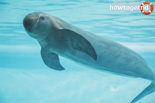 Captivity of a guinea pig