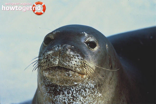 Monk Seal Distribution