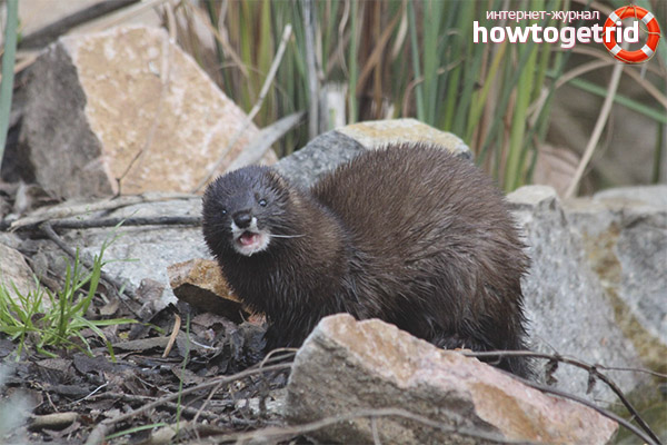 European mink breeding