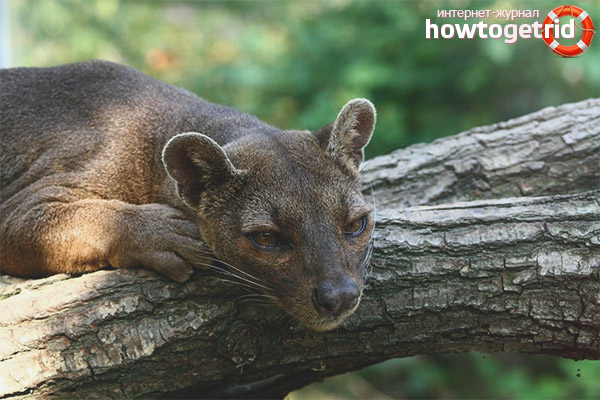 Breeding fossa