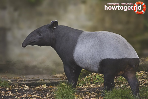 Propagation and development of tapirs