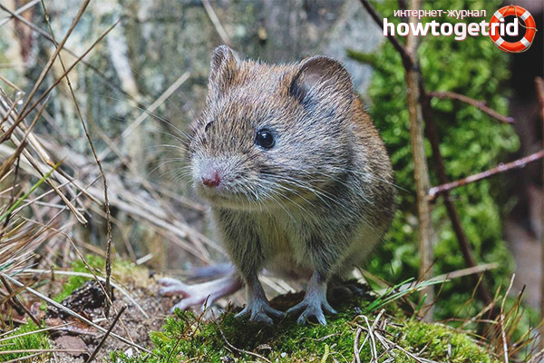 Forest vole propagation